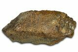 Dinosaur (Triceratops) Frill Shield Section - Wyoming #379888-1